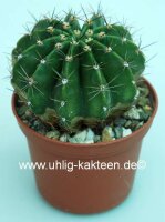 Trichocereus-Hybr. kermesina x Siegelsdorf x Gräsers...