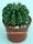 Trichocereus-Hybr. kermesina x Siegelsdorf x Gräsers Erfolg x Gräsers Schönste x Frolic