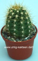 Trichocereus-Hybr. Flying Saucer x Cantora gelb