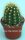 Trichocereus-Hybr. Flying Saucer x Cantora gelb