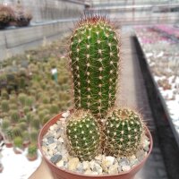 Trichocereus-Hybr. Kahle weiß x Abendrot