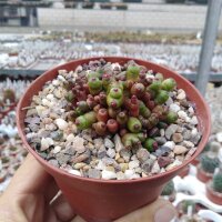 Mammillaria bocasana-monstruosa cv. Red Fred