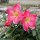 Adenium obesum Border