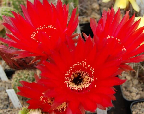 Echinopsis-Hybr. Rubin x F. Wessner