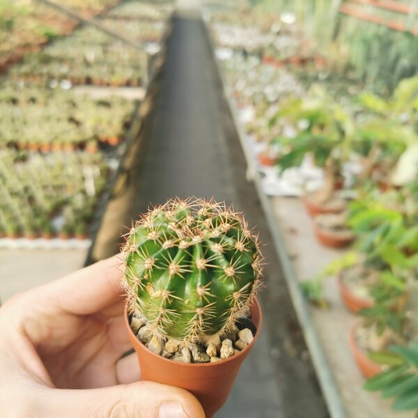 Echinopsis-Hybr. Salome x oxygona