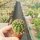 Echinopsis-Hybr. Salome x oxygona