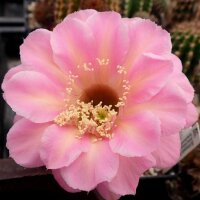 Echinopsis-Hybr. Tuffet Schick Hybride
