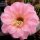 Echinopsis-Hybr. Tuffet Schick Hybride