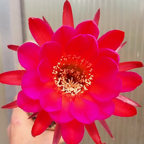 Echinopsis-Hybr. Scheherazade Schick Hybride