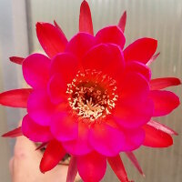 Echinopsis-Hybr. Scheherazade Schick Hybride