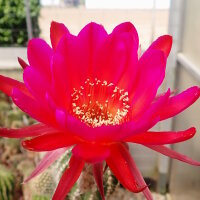 Echinopsis-Hybr. Scheherazade Schick Hybride
