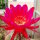 Echinopsis-Hybr. Scheherazade Schick Hybride