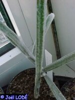 Seyrigia humbertii MT 112