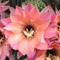 Echinopsis-Hybr. Ishtar Schick Hybride