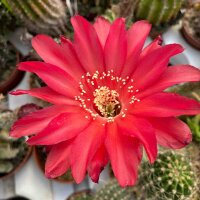 Echinopsis-Hybr. Infinity Schick Hybride