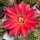 Echinopsis-Hybr. Infinity Schick Hybride