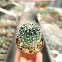 Echinopsis-Hybr. Darley Gold Abbey Brook Hybride