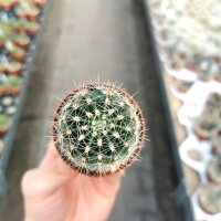 Echinopsis-Hybr. Darley Gold Abbey Brook Hybride