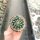 Echinopsis-Hybr. Darley Gold Abbey Brook Hybride