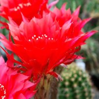 Echinopsis-Hybr. Dangerous Journey Schick Hybride
