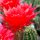 Echinopsis-Hybr. Dangerous Journey Schick Hybride