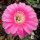 Echinopsis-Hybr. Desdemona Schick Hybride