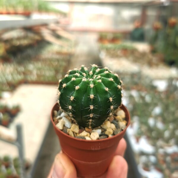Echinopsis-Hybr. Gillys Favourite Abbey Brook Hybride