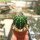 Echinopsis-Hybr. Gillys Favourite Abbey Brook Hybride