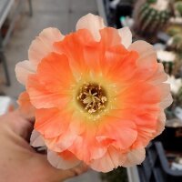 Echinopsis-Hybr. Golden Eye Abbey Brook Hybride