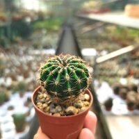 Echinopsis-Hybr. Golden Eye Abbey Brook Hybride