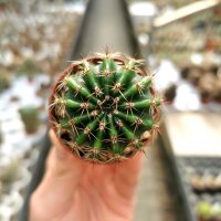 Echinopsis-Hybr. Golden Eye Abbey Brook Hybride