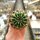 Echinopsis-Hybr. Golden Eye Abbey Brook Hybride