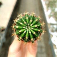 Echinopsis-Hybr. Galaxy Schick Hybride