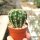 Echinopsis-Hybr. Galaxy Schick Hybride