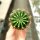 Echinopsis-Hybr. Galaxy Schick Hybride