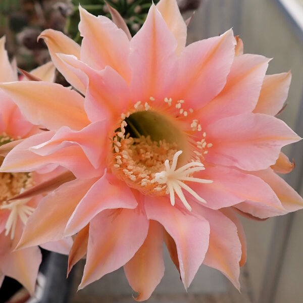 Echinopsis-Hybr. Princess Diana Abbey Brook Hybride