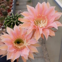 Echinopsis-Hybr. Princess Diana Abbey Brook Hybride