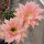 Echinopsis-Hybr. Princess Diana Abbey Brook Hybride