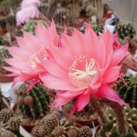 Echinopsis-Hybr. Pink Nymph Abbey Brook Hybride