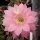 Echinopsis-Hybr. Pink Nymph Abbey Brook Hybride