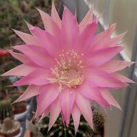 Echinopsis-Hybr. Pink Panther