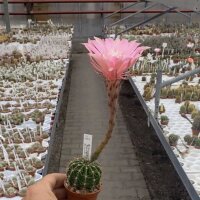 Echinopsis-Hybr. Pink Panther