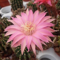 Echinopsis-Hybr. Pink Panther