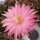 Echinopsis-Hybr. Pink Panther