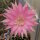 Echinopsis-Hybr. Pink Panther