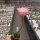 Echinopsis-Hybr. Pink Panther