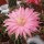Echinopsis-Hybr. Pink Panther