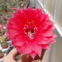 Echinopsis-Hybr. Peace Eros Schick Hybride