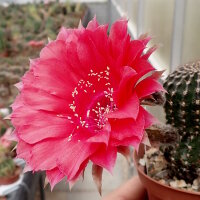 Echinopsis-Hybr. Peace Eros Schick Hybride