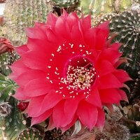 Echinopsis-Hybr. Peace Eros Schick Hybride